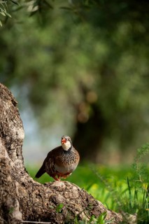 A red-legged partridge perches on a tree trunk, illuminated by sunlight, surrounded by vibrant