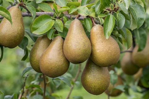 Pear (Pyrus communis 'Roksolana'), Bundessorteamt, Germany