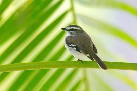 White-browed Robin (Poecilodryas superciliosa), Queensland, Australia