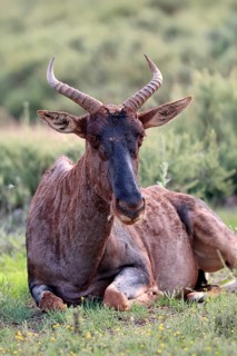 Tsessebe (Damaliscus lunatus), lyrebird, crescent moon antelope, adult, sitting, relaxed, Mokala