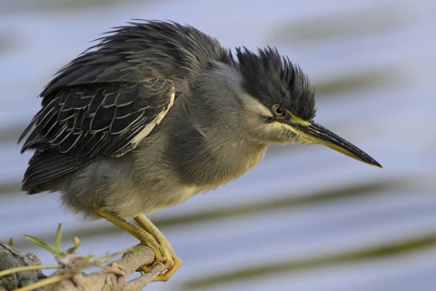 Striated Heron (Butorides striata), Mauritius