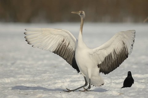 Red-crowned Crane (Grus japonensis) juvenile, Hokkaido, Japan