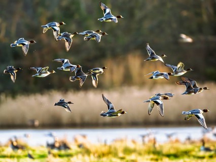 Eurasian Wigeon, Mareca penelope, birds in flight over marshes in Devon, England, United Kingdom