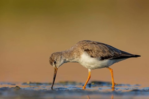 Terek sandpiper, (Xenus cinereus), animal, animals, bird, birds, snipe family, snipe, biotope,