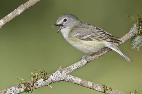 Cassin's Vireo (Vireo cassinii) singing, British Columbia, Canada