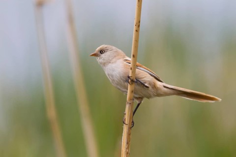 Bearded Reedling - Bartmeise - Panurus biarmicus ssp. russicus, Kazakhstan, adult female