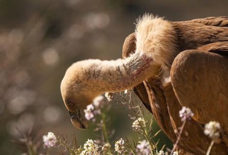 Close-up of a Griffon Vulture with its head lowered, surrounded by blurred flowers. The image