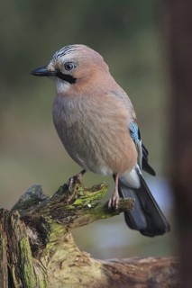 Eurasian Jay (Garrulus glandarius), Bavaria, Germany