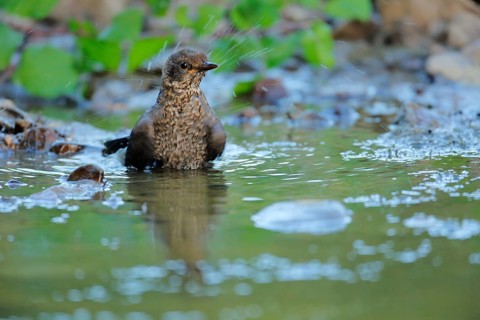Common Blackbird (Turdus merula) juvenile bathing, Andalusia, Spain