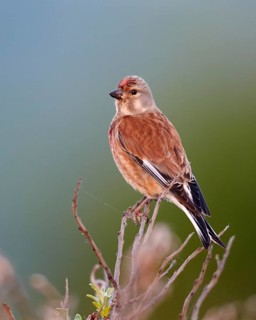 Common Linnet (Linaria cannabina) male, Mecklenburg-Western Pomerania, Germany