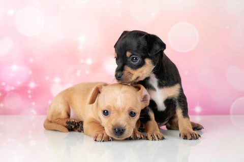 Adorable Toy Terrier puppies pose in a studio setting against a pink, sparkling backdrop, capturing