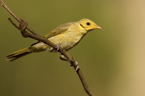 Yellow-tinted Honeyeater (Ptilotula flavescens), Western Australia, Australia