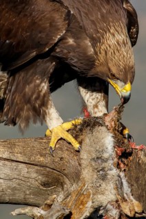 Golden Eagle (Aquila chrysaetos) immature, first winter plumage eating a rabbit, Castile and Leon,