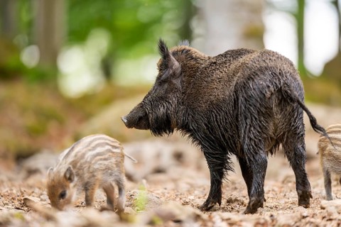 Wild boar (Sus scrofa) mother with her piglets (Squeaker) in a forest, Bavaria, Germany