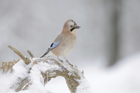 Eurasian Jay (Garrulus glandarius), Germany