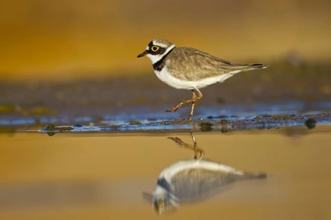 Little Ringed Plover (Charadrius dubius) female foraging, North Rhine-Westphalia, Germany