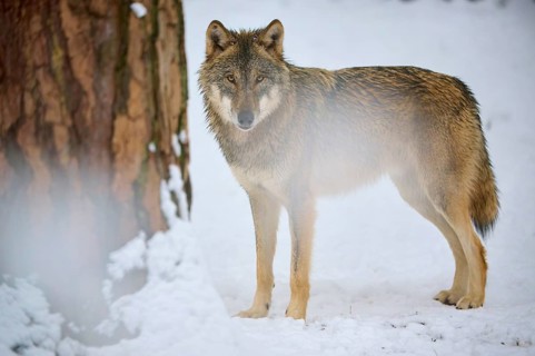 Wolf standing motionless next to a tree in a snow-covered forest, winter, wolf (Canis lupus),
