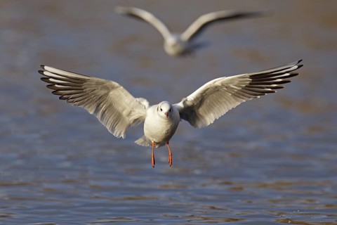 Black-headed Gull (Chroicocephalus ridibundus) flying, Berlin, Germany