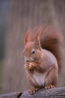 One Red squirrel or Eurasian red squirrel (Sciurus vulgaris) feeding on peanut. Trees in the