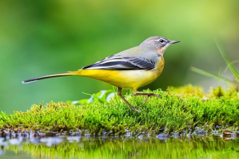 Grey Wagtail (Motacilla cinerea) hunting at a little lake in a swamp, wildlife, Germany