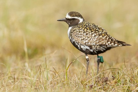 Pacific Golden Plover (Pluvialis fulva) perched on the tundra in Nome, Alaska
