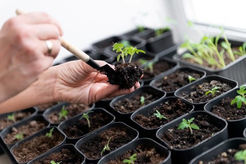 A person uses a small trowel to plant delicate tomato seedlings into pots. The image highlights the
