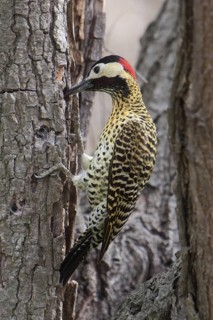 Green-barred Woodpecker (Colaptes melanochloros) female, Corrientes, Argentina