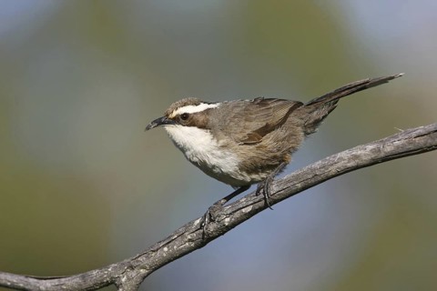 White-browed Babbler (Pomatostomus superciliosus), New South Wales, Australia
