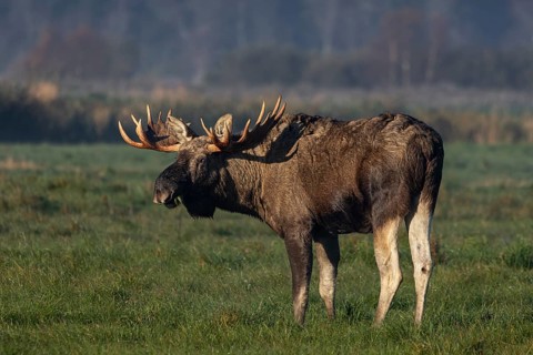 A bull moose (Alces alces) looking for food in a meadow, October, Denmark