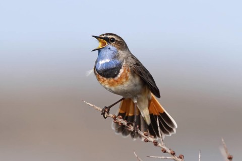 Bluethroat (Luscinia svecica cyanecula) male singing, Texel, Netherlands