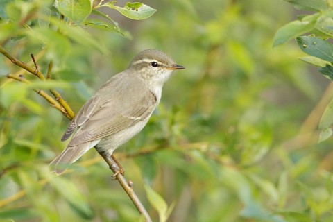 Arctic Warbler (Phylloscopus borealis), Finnmark, Norway