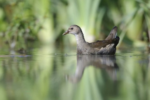 Common Moorhen (Gallinula chloropus) juvenile, Thuringia, Germany