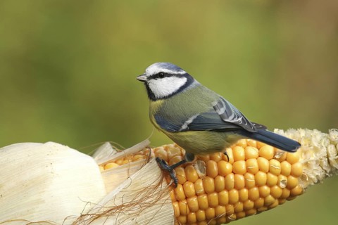 Eurasian Blue Tit (Cyanistes caeruleus), Lower Saxony, Germany