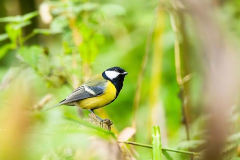 Great tit (Parus major) sitting on an old wrotten tree trunk at a swamp, Bavaria, Germany