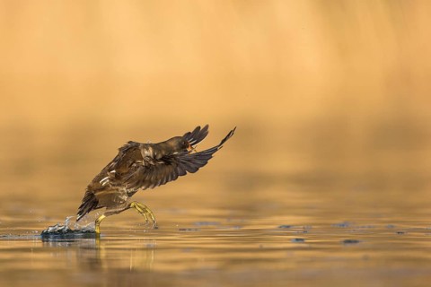 Common Moorhen (Gallinula chloropus), Rhineland-Palatinate, Germany