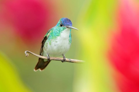 Hummingbird from Colombia. Andean Emerald, Amazilia franciae, with pink red flower, clear green