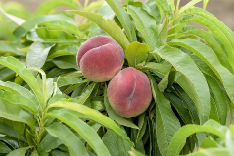 Dwarf peach (Prunus persica 'Bonanza'), Schreiber KG tree and vine nursery, Poysdorf, Lower