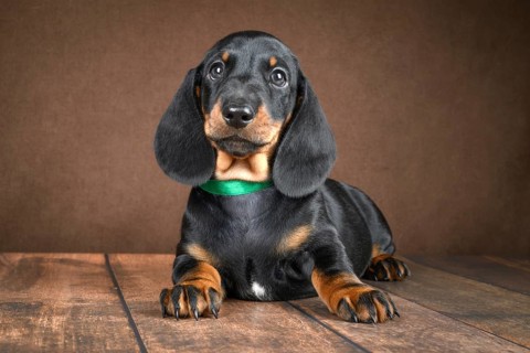 Adorable small dachshund puppy captured against a dark background. The image highlights his shiny