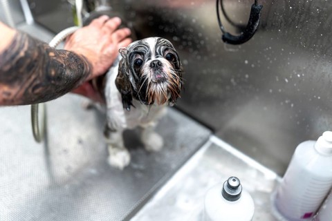 Shih tzu puppy looking directly at the camera with wet, soapy fur while a professional groomer with