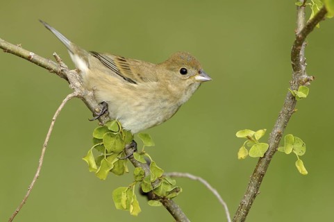Indigo Bunting (Passerina cyanea) male, Texas, USA