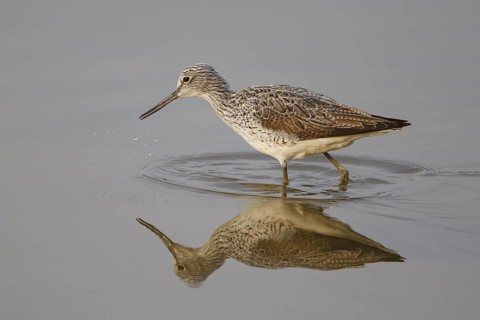Common Greenshank (Tringa nebularia), Spain