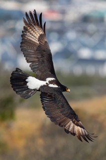 African Black Eagle (Aquila verreauxii), African Black Eagle, Verreaux's Eagle, Aigle de Verreaux,