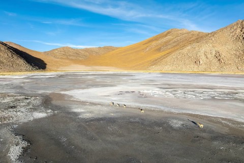 A small herd of guanacos roams across the vast, barren salt flats of the Andean Highlands in La
