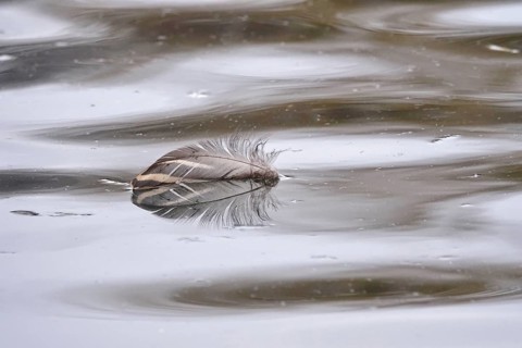 Feather of a bird on a lake, Germany