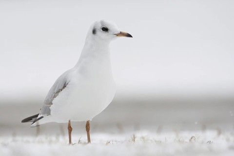 Black-headed Gull (Chroicocephalus ridibundus), Bavaria, Germany