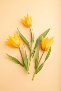 Orange tulip flowers on orange pastel background. side view, close up, still life. Beauty, spring,