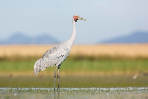 Brolga (Antigone rubicunda), Victoria, Australia