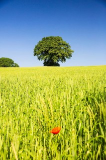 Common poppy, Papaver rhoeas, in front of a wheat field and a tree