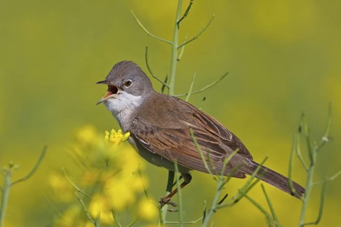 Common Whitethroat (Sylvia communis) singing, Rhineland-Palatinate, Germany