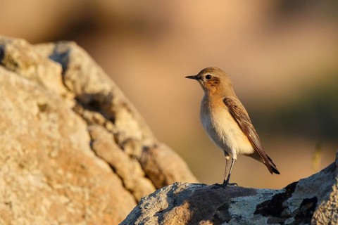 Isabelline Wheatear (Oenanthe isabellina) perched on a rock, Lesvos, Greece